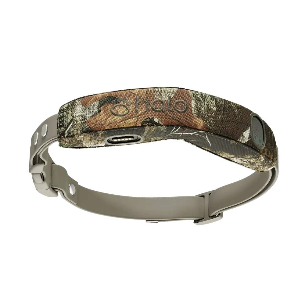 Halo Collar 5